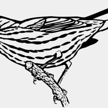 BIRD029 Thumbnail