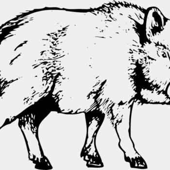 BOAR0003 Thumbnail